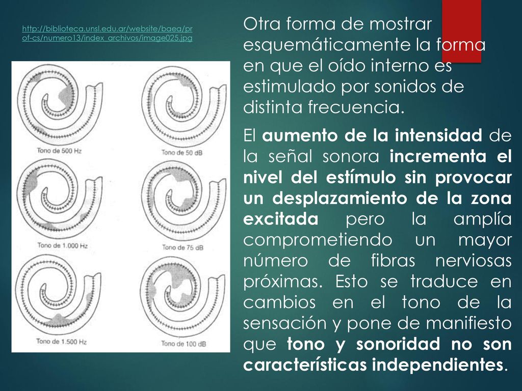 Otra forma de mostrar esquemáticamente la forma en que el oído interno es estimulado por sonidos de distinta frecuencia.