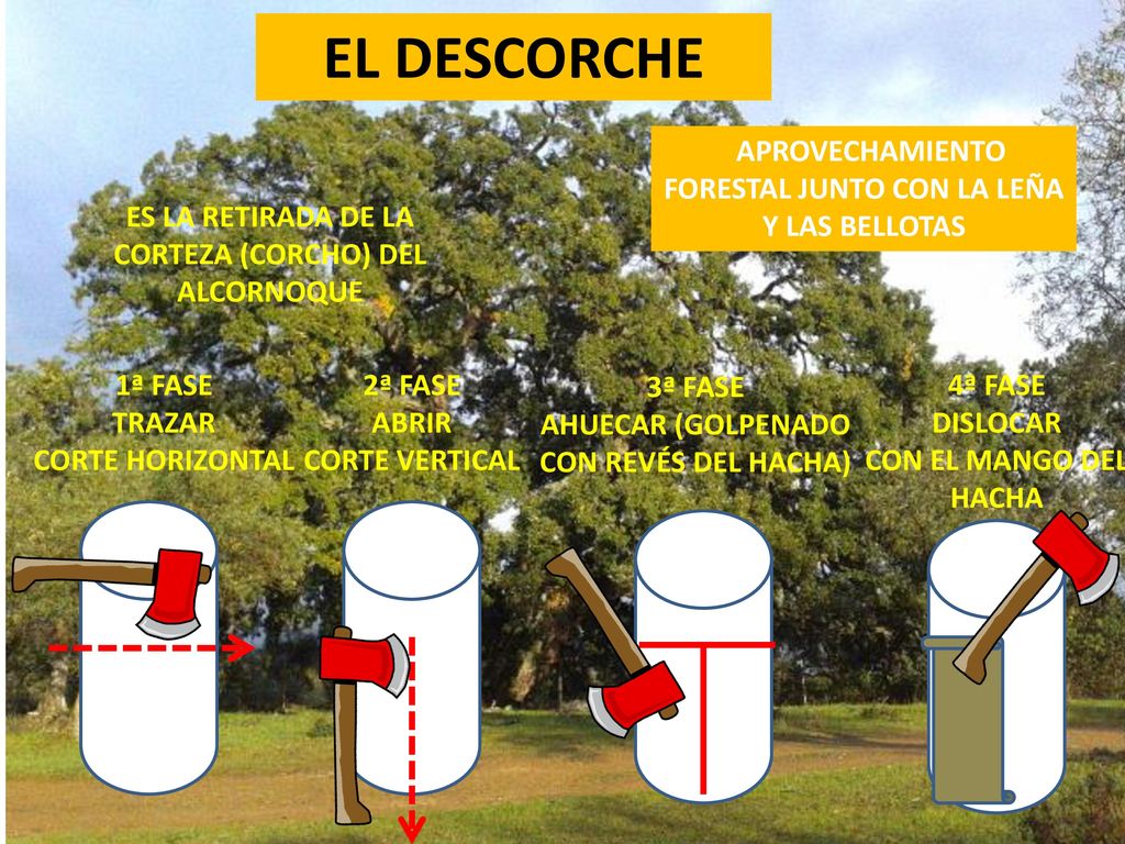 EL DESCORCHE APROVECHAMIENTO FORESTAL JUNTO CON LA LEÑA Y LAS BELLOTAS