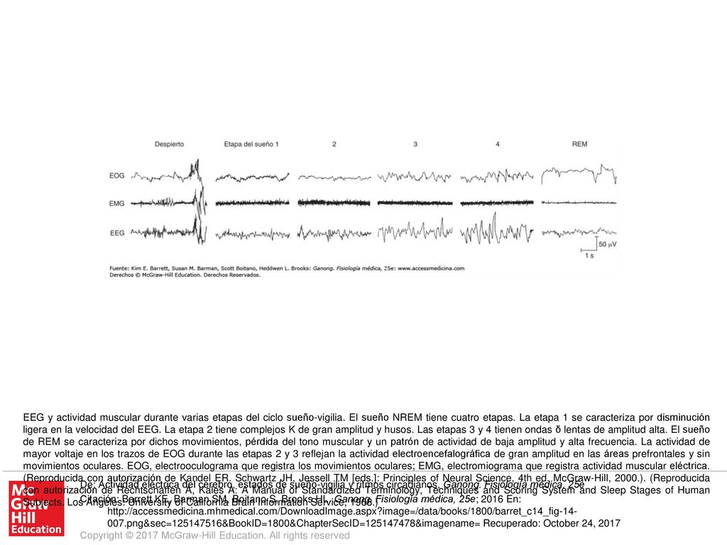 EEG y actividad muscular durante varias etapas del ciclo sueño-vigilia
