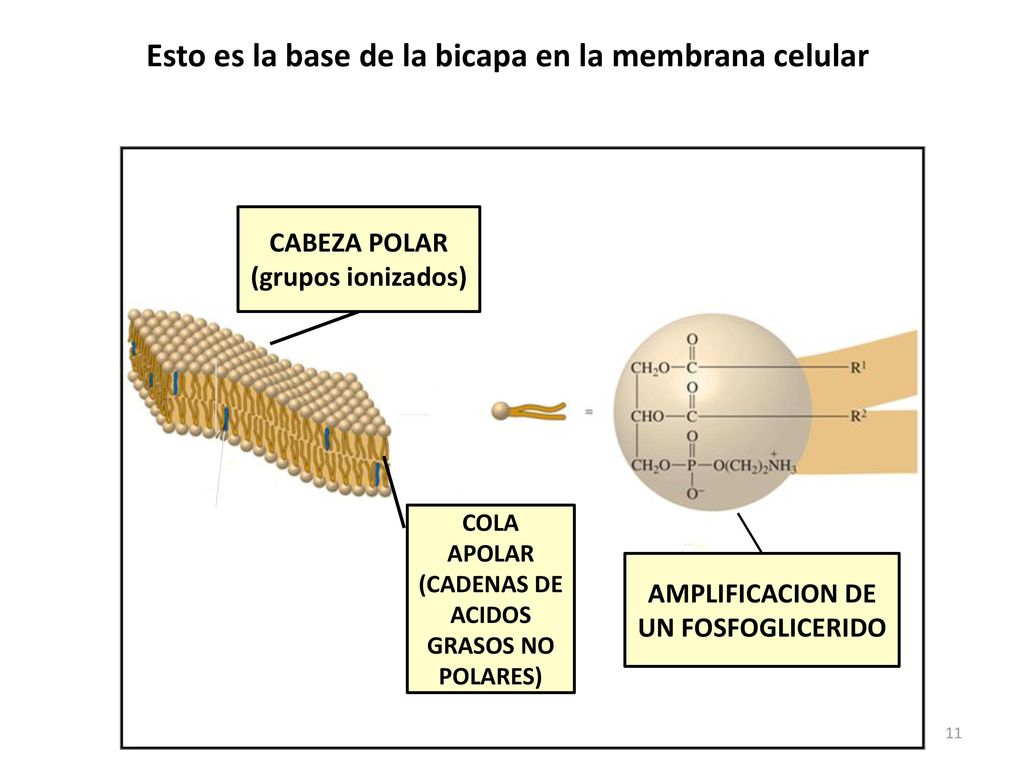 Esto es la base de la bicapa en la membrana celular