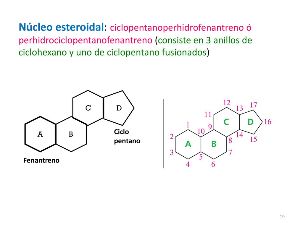 Núcleo esteroidal: ciclopentanoperhidrofenantreno ó perhidrociclopentanofenantreno (consiste en 3 anillos de ciclohexano y uno de ciclopentano fusionados)