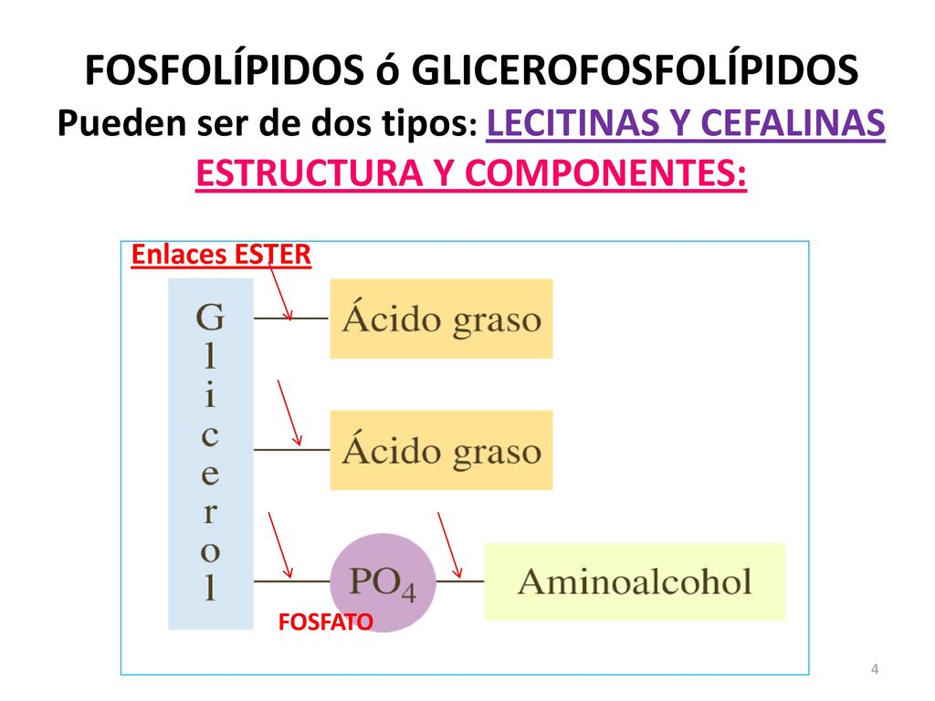 FOSFOLÍPIDOS ó GLICEROFOSFOLÍPIDOS Pueden ser de dos tipos: LECITINAS Y CEFALINAS ESTRUCTURA Y COMPONENTES:
