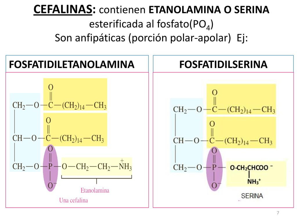 CEFALINAS: contienen ETANOLAMINA O SERINA esterificada al fosfato(PO4) Son anfipáticas (porción polar-apolar) Ej: