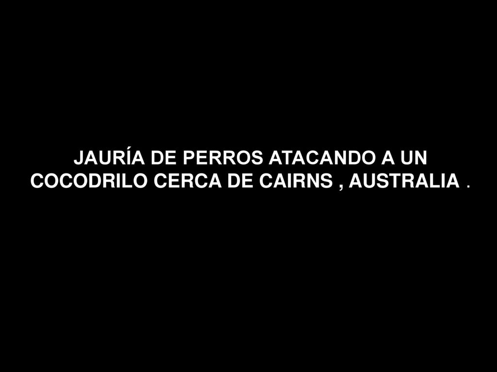 JAURÍA DE PERROS ATACANDO A UN COCODRILO CERCA DE CAIRNS , AUSTRALIA .