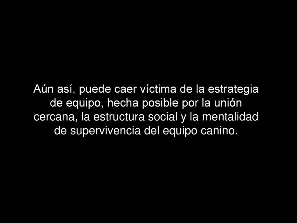 Aún así, puede caer víctima de la estrategia de equipo, hecha posible por la unión cercana, la estructura social y la mentalidad de supervivencia del equipo canino.