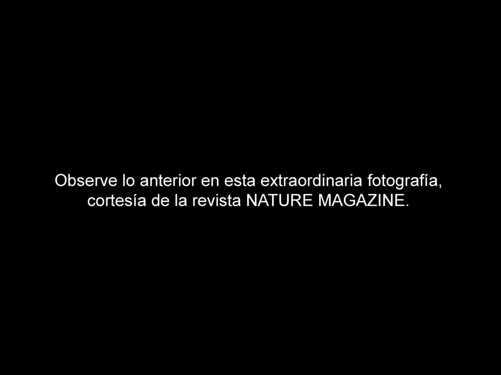 Observe lo anterior en esta extraordinaria fotografía, cortesía de la revista NATURE MAGAZINE.