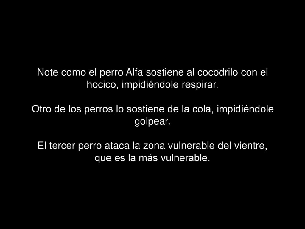 Note como el perro Alfa sostiene al cocodrilo con el hocico, impidiéndole respirar.