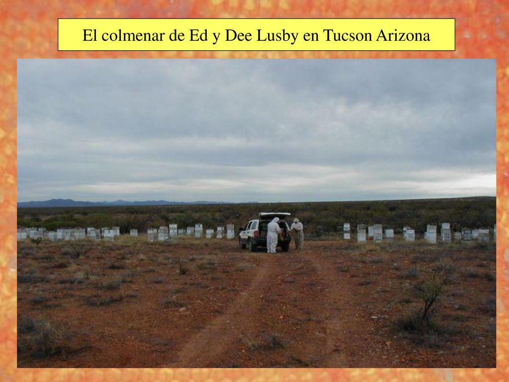 El colmenar de Ed y Dee Lusby en Tucson Arizona