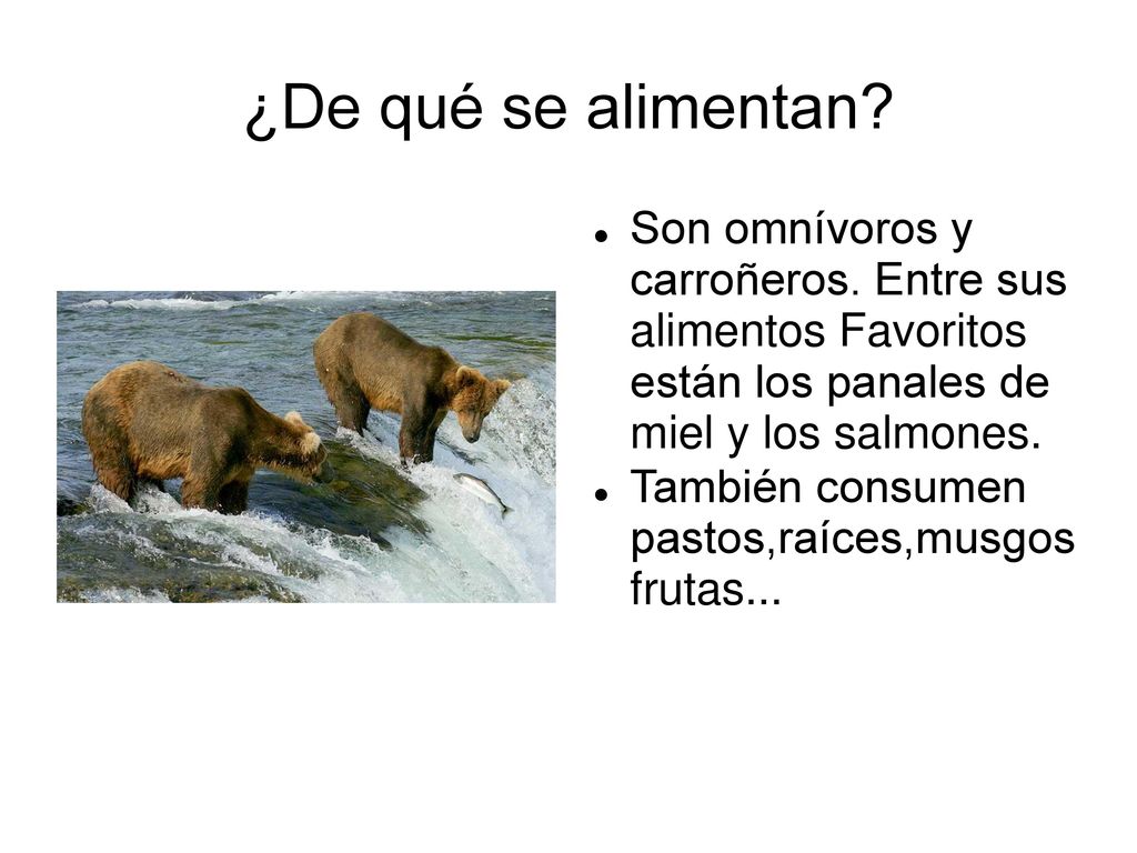 ¿De qué se alimentan Son omnívoros y carroñeros. Entre sus alimentos Favoritos están los panales de miel y los salmones.