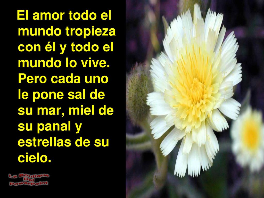 El amor todo el mundo tropieza con él y todo el mundo lo vive