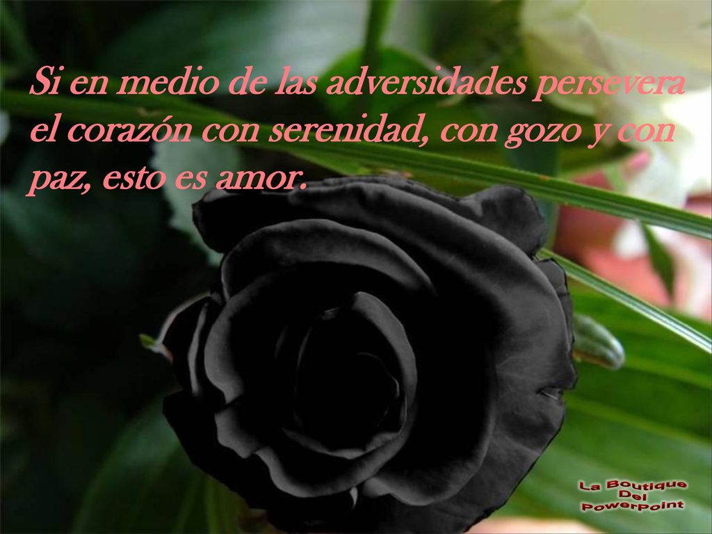 Si en medio de las adversidades persevera el corazón con serenidad, con gozo y con paz, esto es amor.