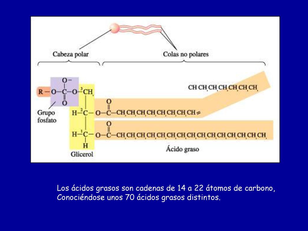 Los ácidos grasos son cadenas de 14 a 22 átomos de carbono,