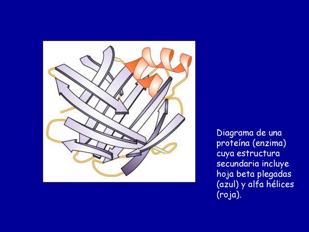 Diagrama de una proteína (enzima) cuya estructura secundaria incluye hoja beta plegadas (azul) y alfa hélices (roja).
