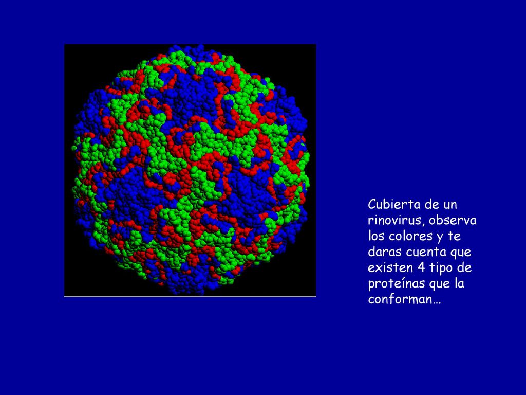 Cubierta de un rinovirus, observa los colores y te daras cuenta que existen 4 tipo de proteínas que la conforman…