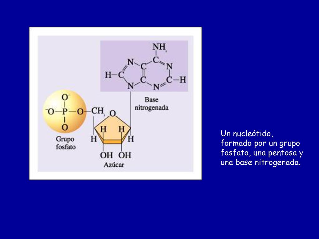 Un nucleótido, formado por un grupo fosfato, una pentosa y una base nitrogenada.