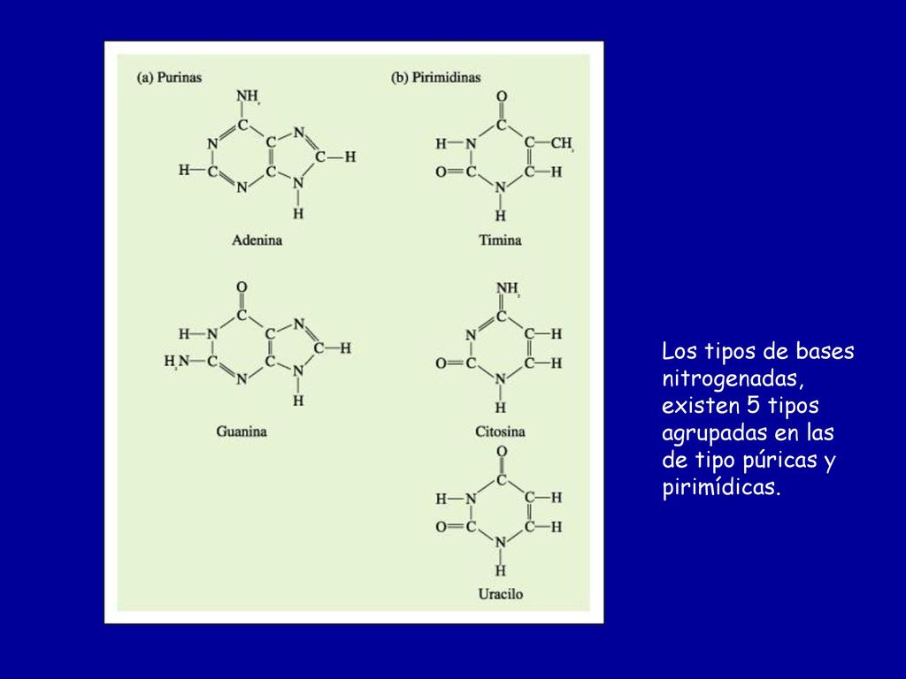 Los tipos de bases nitrogenadas, existen 5 tipos agrupadas en las de tipo púricas y pirimídicas.