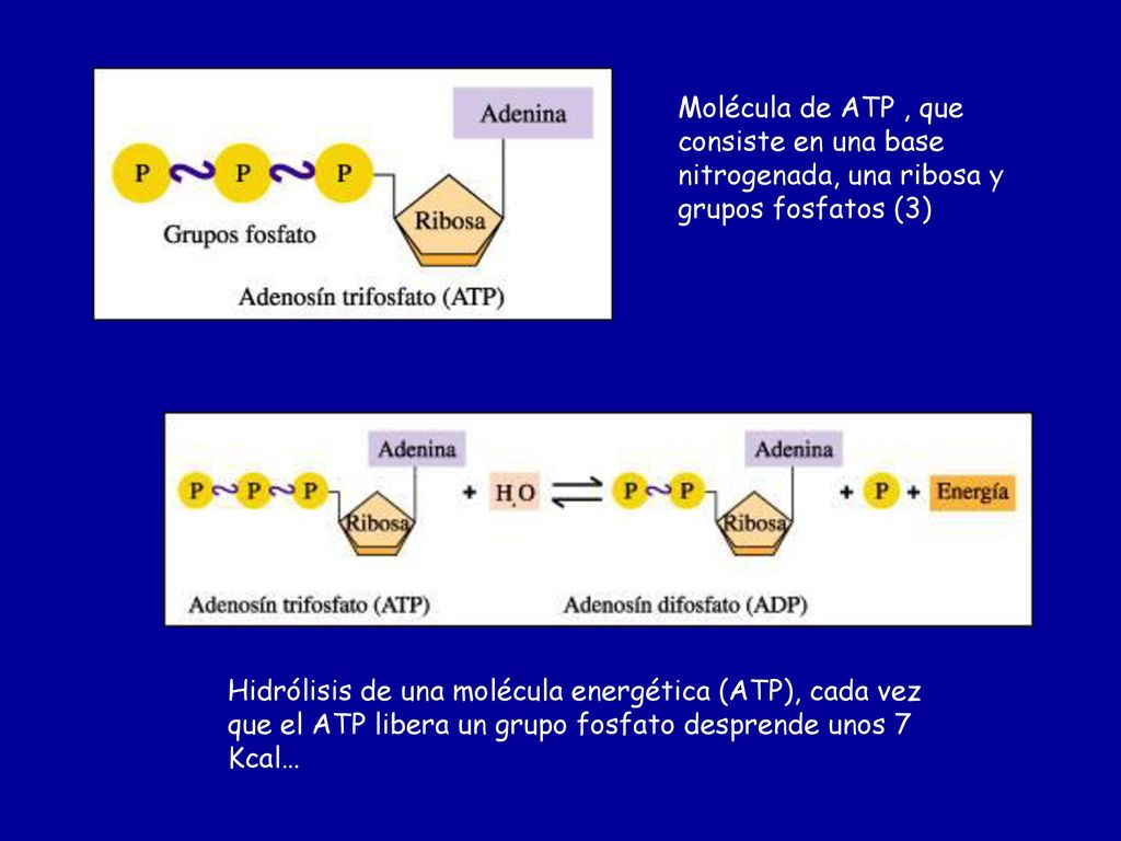 Molécula de ATP , que consiste en una base nitrogenada, una ribosa y grupos fosfatos (3)