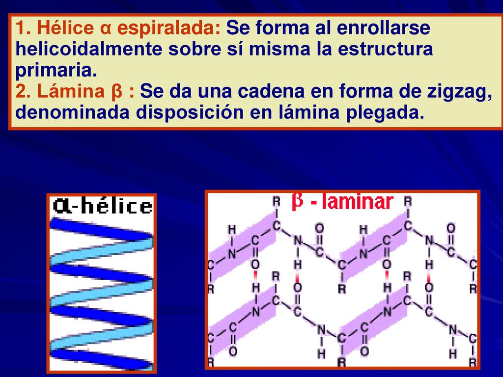 1. Hélice α espiralada: Se forma al enrollarse helicoidalmente sobre sí misma la estructura primaria.