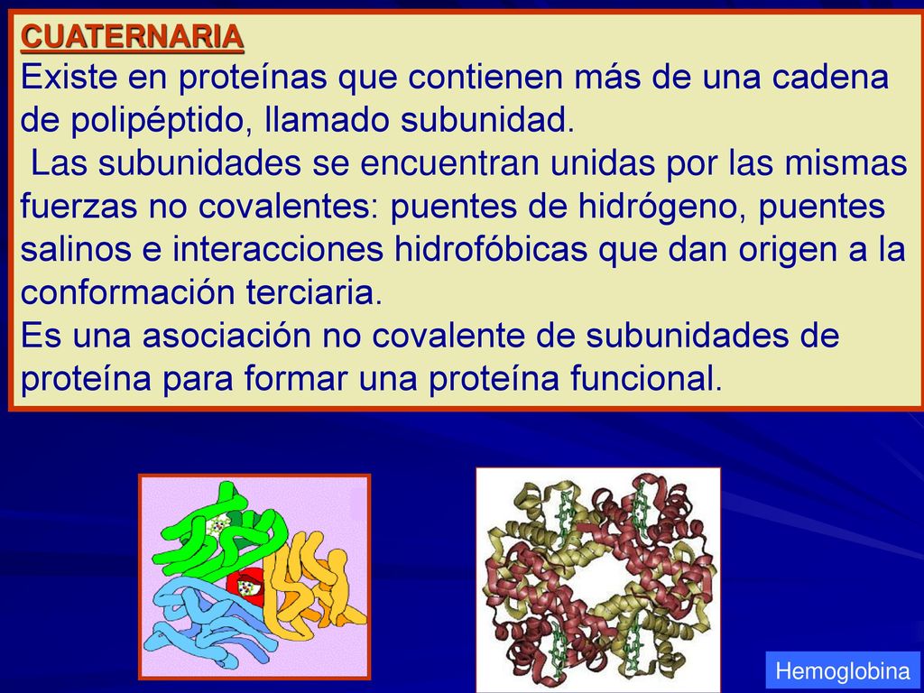 CUATERNARIA Existe en proteínas que contienen más de una cadena de polipéptido, llamado subunidad.