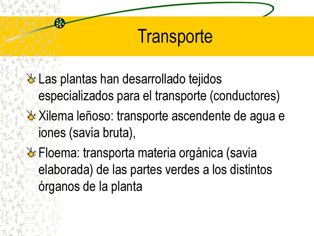 Transporte Las plantas han desarrollado tejidos especializados para el transporte (conductores)