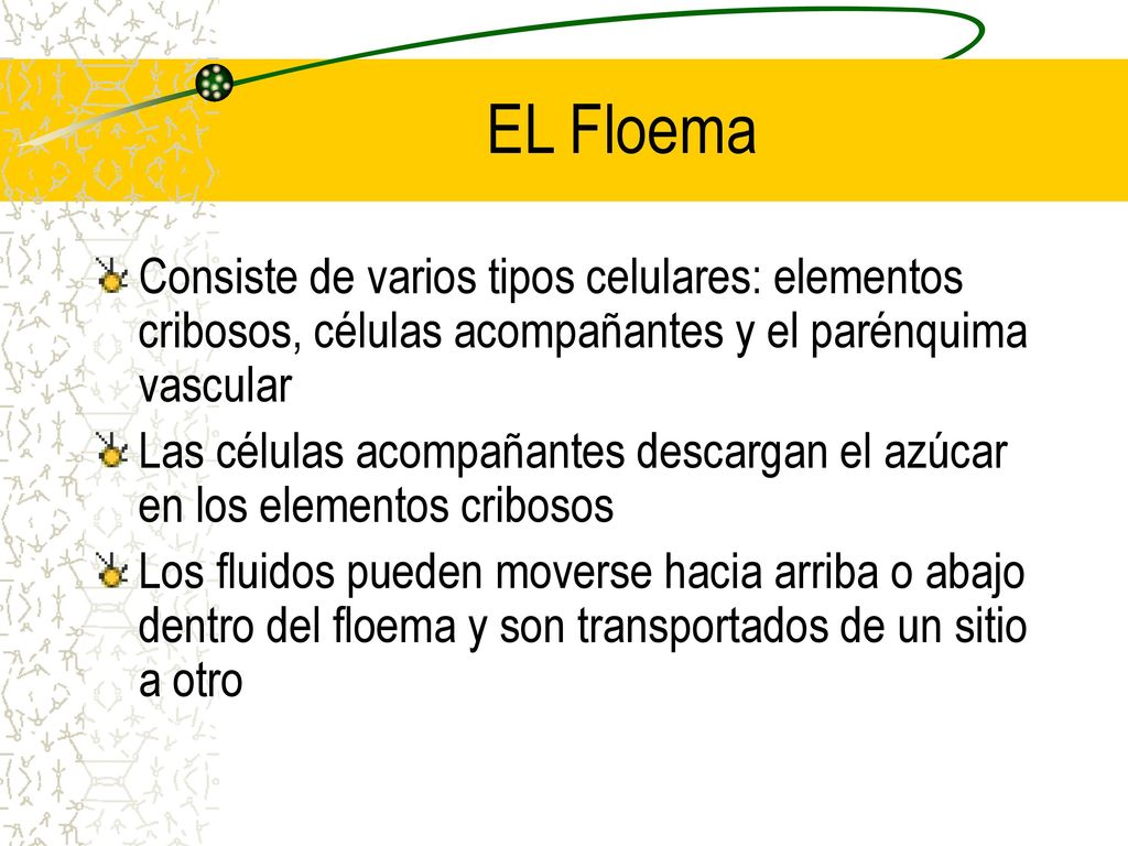 EL Floema Consiste de varios tipos celulares: elementos cribosos, células acompañantes y el parénquima vascular.