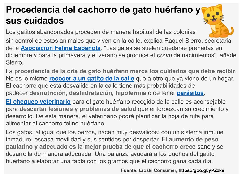 Procedencia del cachorro de gato huérfano y sus cuidados