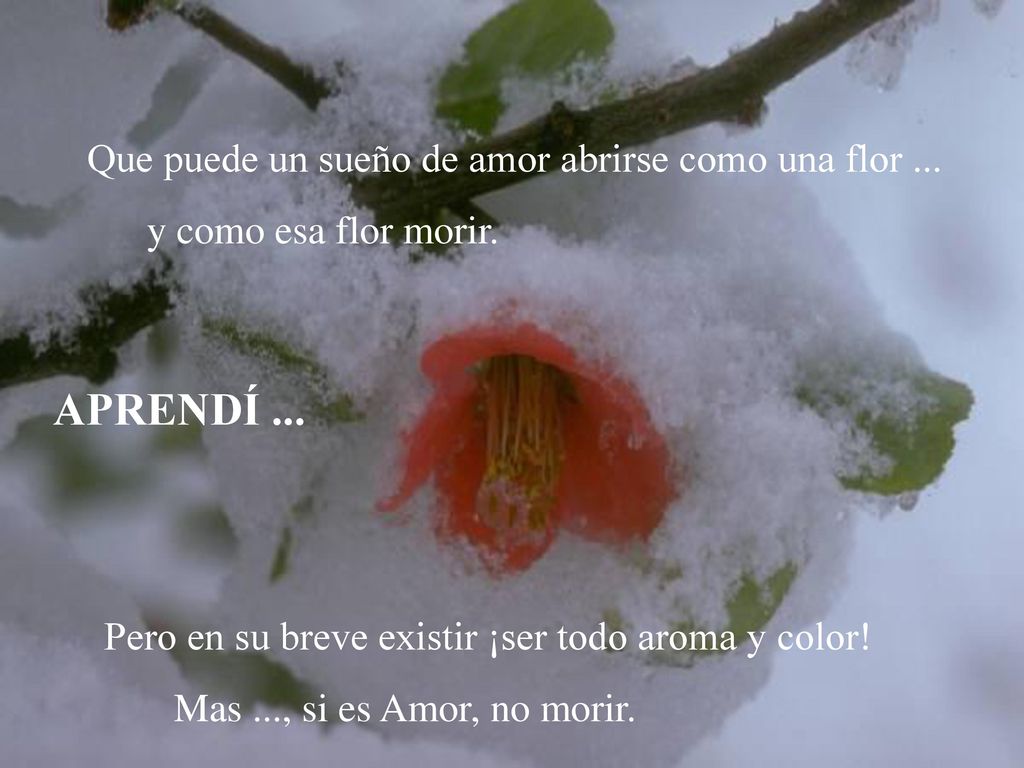 APRENDÍ ... Que puede un sueño de amor abrirse como una flor ...