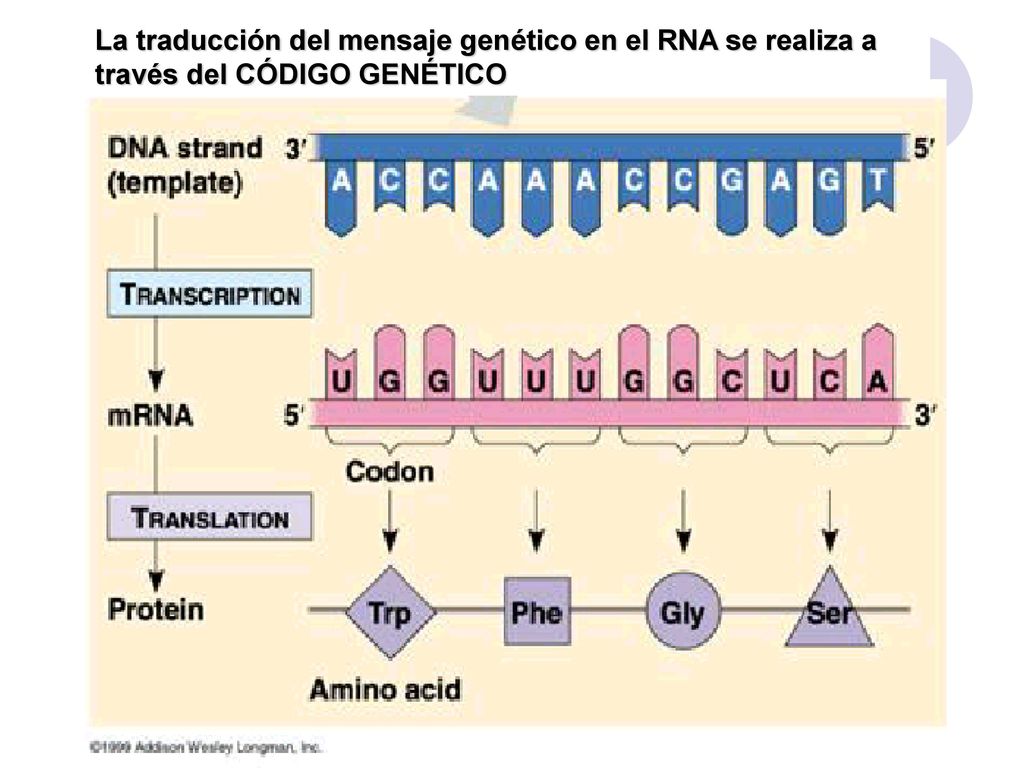 La traducción del mensaje genético en el RNA se realiza a través del CÓDIGO GENÉTICO