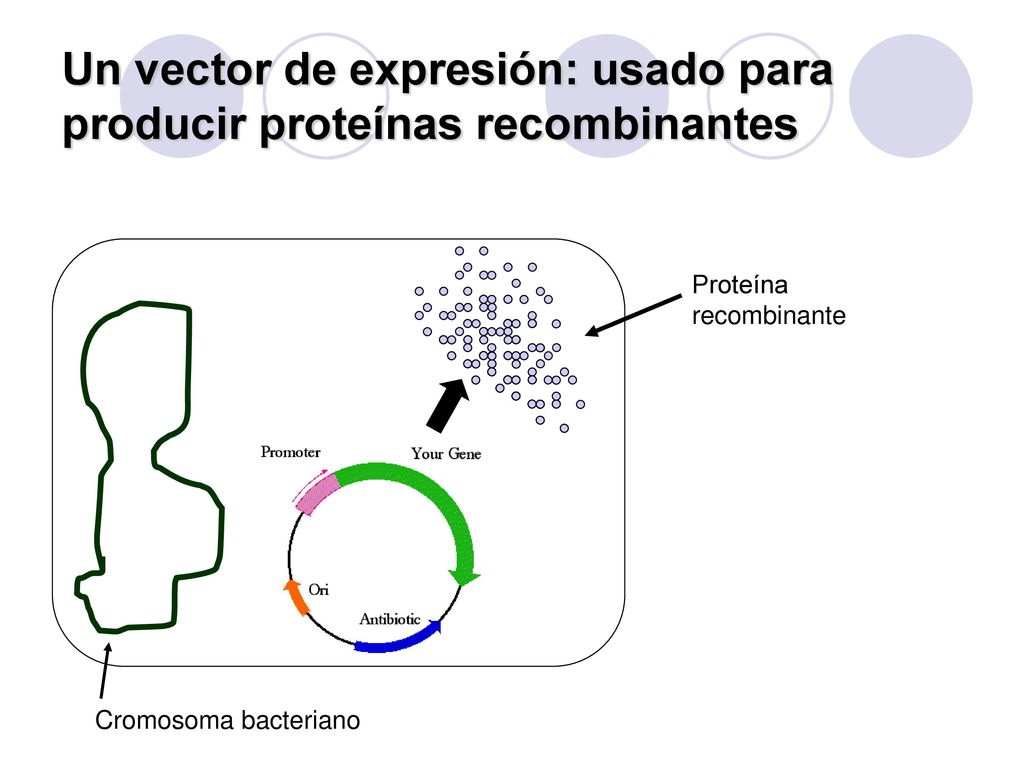 Un vector de expresión: usado para producir proteínas recombinantes