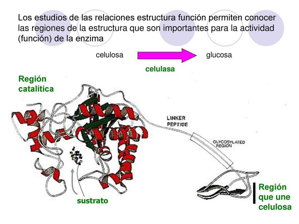 Los estudios de las relaciones estructura función permiten conocer las regiones de la estructura que son importantes para la actividad (función) de la enzima