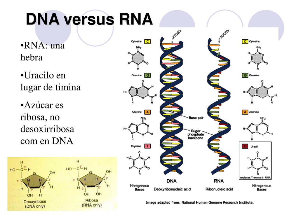 DNA versus RNA RNA: una hebra Uracilo en lugar de timina