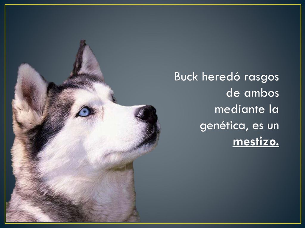 Buck heredó rasgos de ambos mediante la genética, es un mestizo.