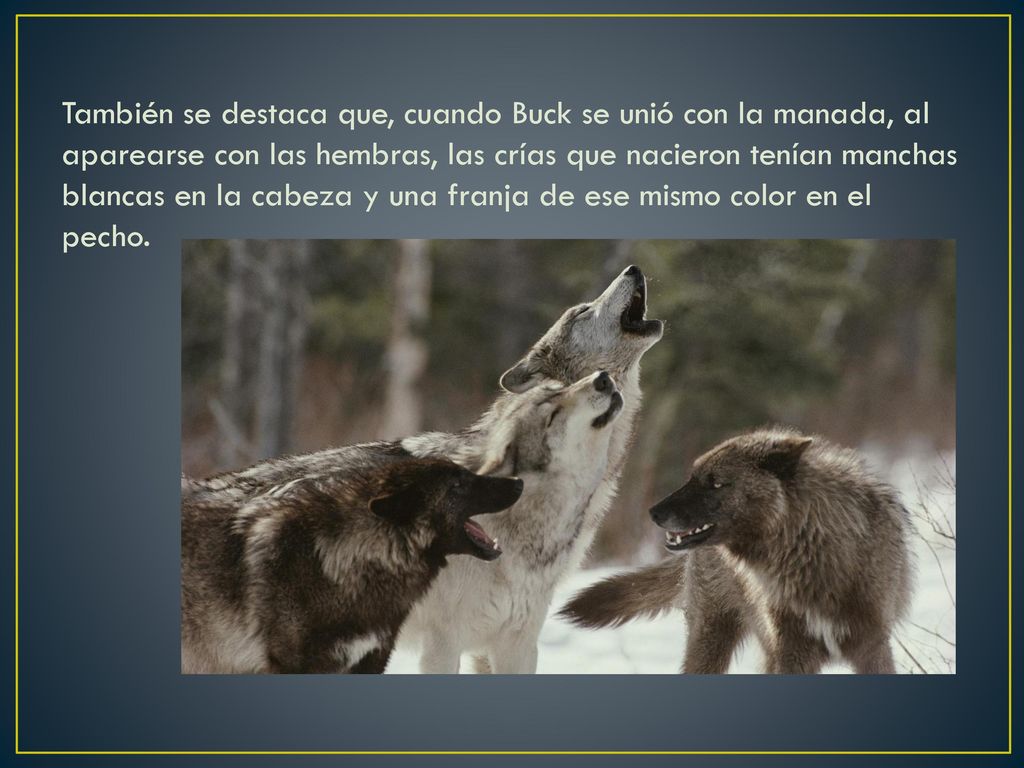 También se destaca que, cuando Buck se unió con la manada, al aparearse con las hembras, las crías que nacieron tenían manchas blancas en la cabeza y una franja de ese mismo color en el pecho.