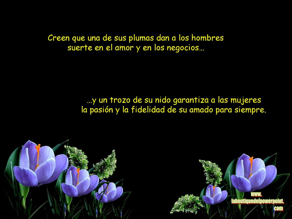 Creen que una de sus plumas dan a los hombres