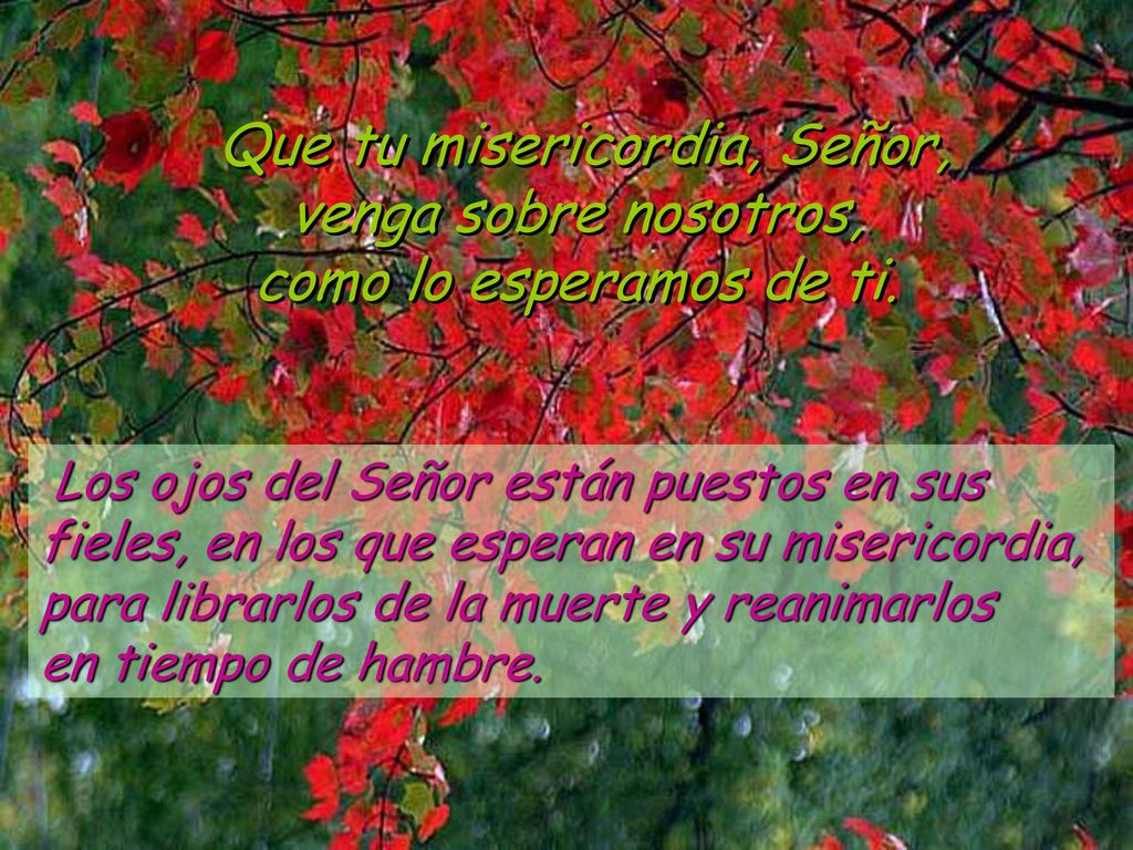Que tu misericordia, Señor, venga sobre nosotros, como lo esperamos de ti.