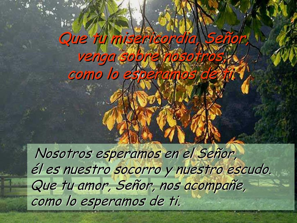 Que tu misericordia, Señor, venga sobre nosotros, como lo esperamos de ti.