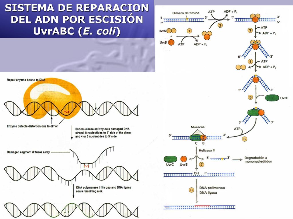 SISTEMA DE REPARACION DEL ADN POR ESCISIÓN UvrABC (E. coli)