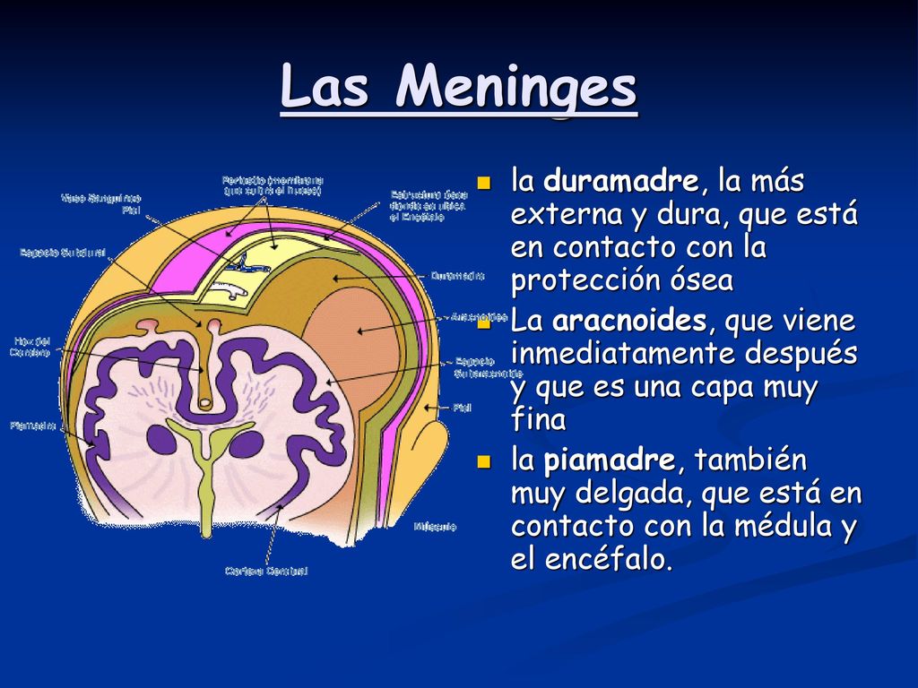 Las Meninges la duramadre, la más externa y dura, que está en contacto con la protección ósea.