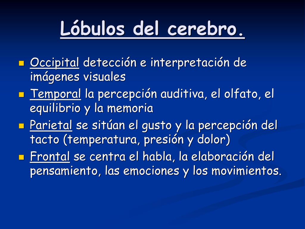 Lóbulos del cerebro. Occipital detección e interpretación de imágenes visuales.