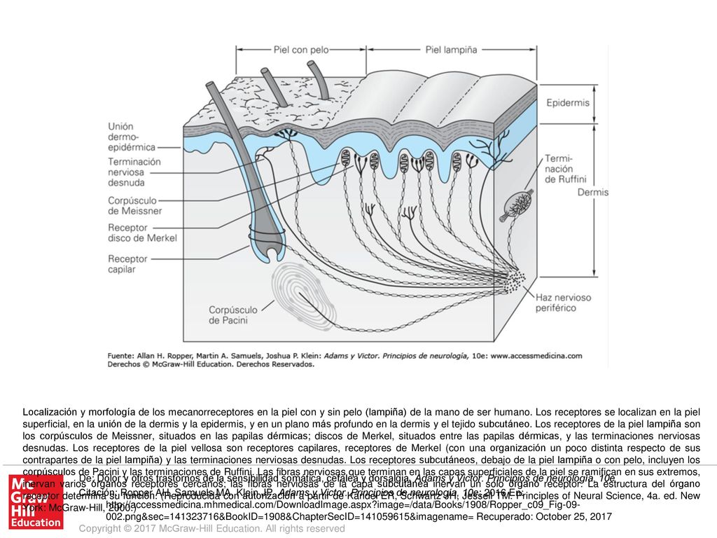 Localización y morfología de los mecanorreceptores en la piel con y sin pelo (lampiña) de la mano de ser humano. Los receptores se localizan en la piel superficial, en la unión de la dermis y la epidermis, y en un plano más profundo en la dermis y el tejido subcutáneo. Los receptores de la piel lampiña son los corpúsculos de Meissner, situados en las papilas dérmicas; discos de Merkel, situados entre las papilas dérmicas, y las terminaciones nerviosas desnudas. Los receptores de la piel vellosa son receptores capilares, receptores de Merkel (con una organización un poco distinta respecto de sus contrapartes de la piel lampiña) y las terminaciones nerviosas desnudas. Los receptores subcutáneos, debajo de la piel lampiña o con pelo, incluyen los corpúsculos de Pacini y las terminaciones de Ruffini. Las fibras nerviosas que terminan en las capas superficiales de la piel se ramifican en sus extremos, inervan varios órganos receptores cercanos; las fibras nerviosas de la capa subcutánea inervan un solo órgano receptor. La estructura del órgano receptor determina su función. (Reproducida con autorización a partir de Kandel ER, Schwartz JH, Jessell TM. Principles of Neural Science, 4a. ed. New York: McGraw-Hill, 2000.)
