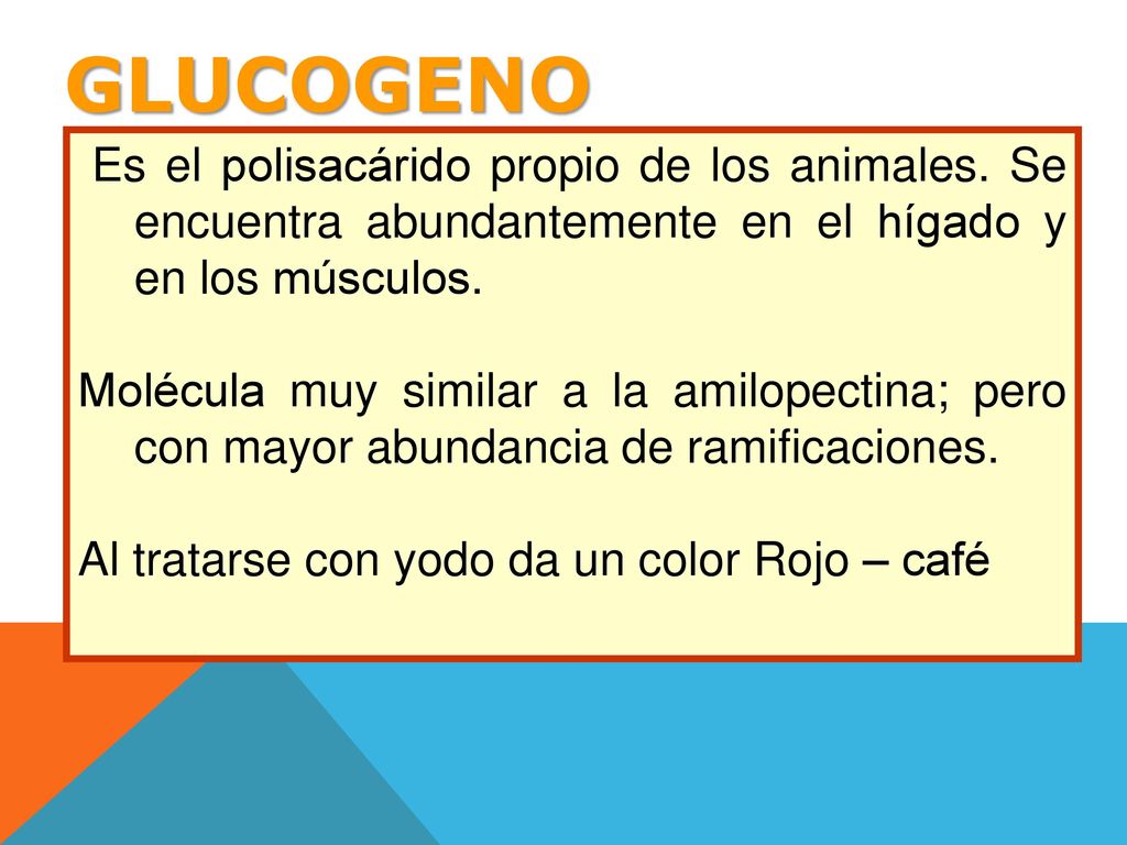 GLUCOGENO Es el polisacárido propio de los animales. Se encuentra abundantemente en el hígado y en los músculos.