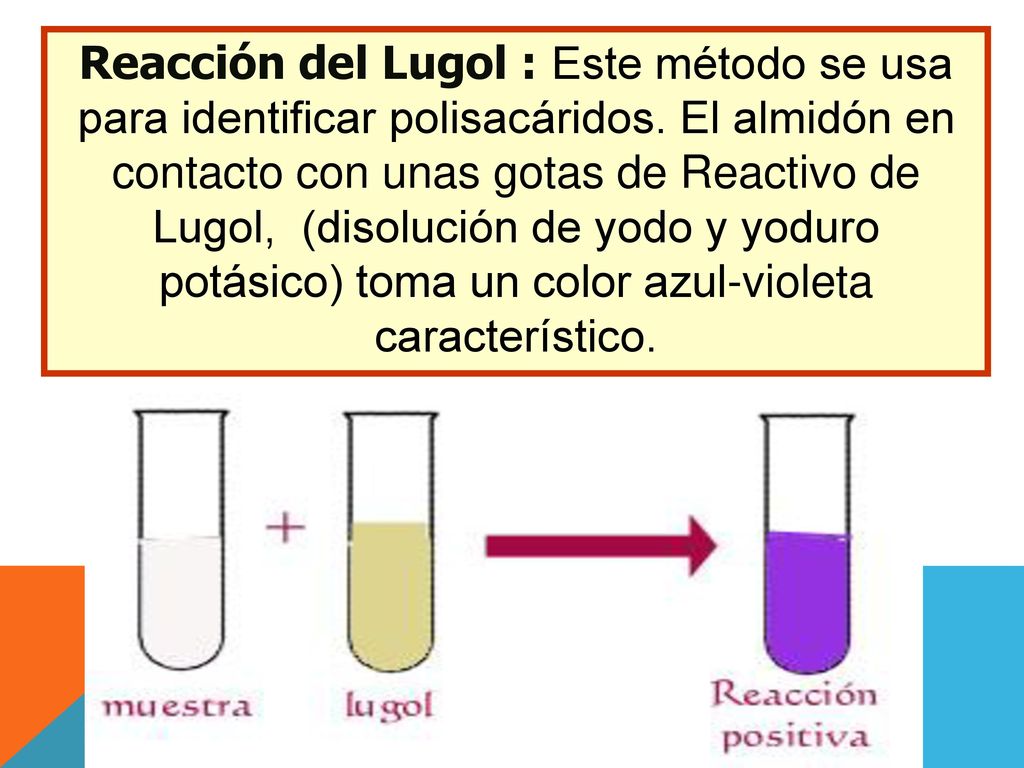 Reacción del Lugol : Este método se usa para identificar polisacáridos