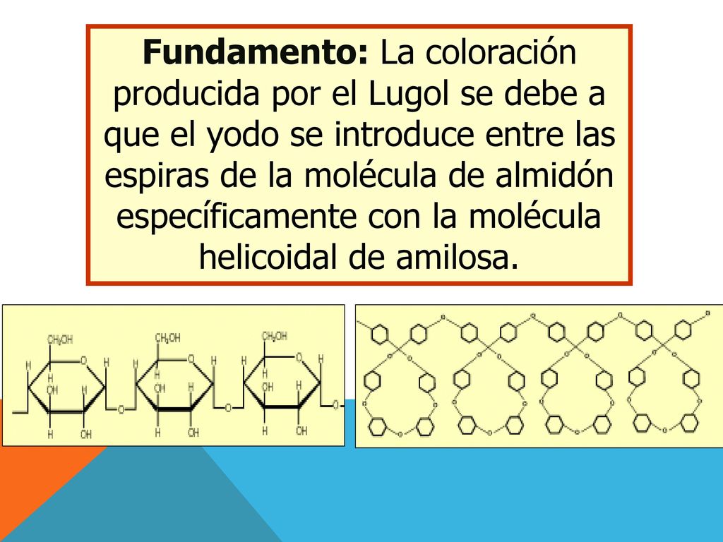 Fundamento: La coloración producida por el Lugol se debe a que el yodo se introduce entre las espiras de la molécula de almidón específicamente con la molécula helicoidal de amilosa.