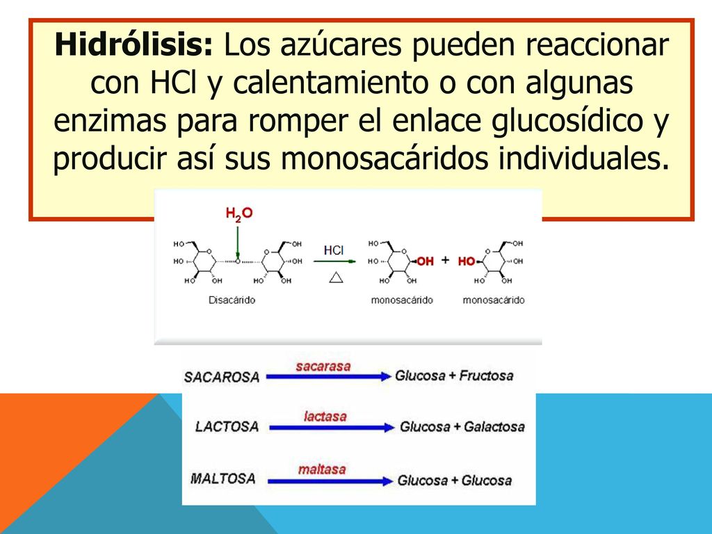 Hidrólisis: Los azúcares pueden reaccionar con HCl y calentamiento o con algunas enzimas para romper el enlace glucosídico y producir así sus monosacáridos individuales.