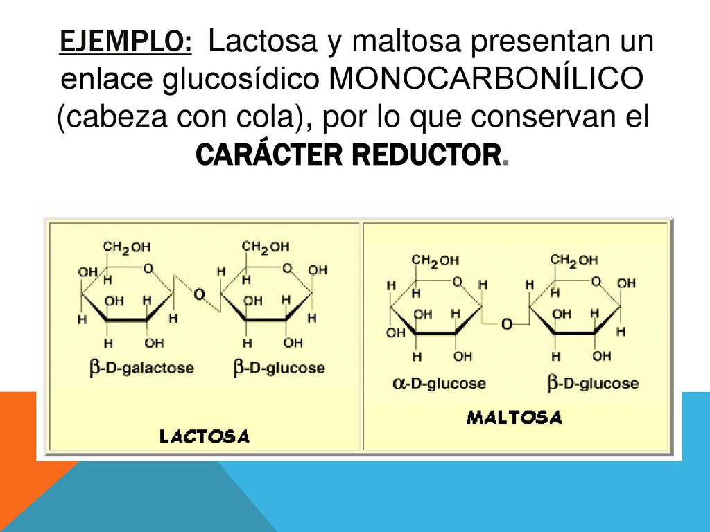 Ejemplo: Lactosa y maltosa presentan un enlace glucosídico monocarbonílico (cabeza con cola), por lo que conservan el carácter reductor.