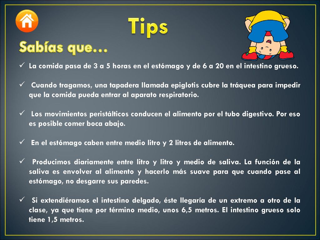 Tips Sabías que… La comida pasa de 3 a 5 horas en el estómago y de 6 a 20 en el intestino grueso.