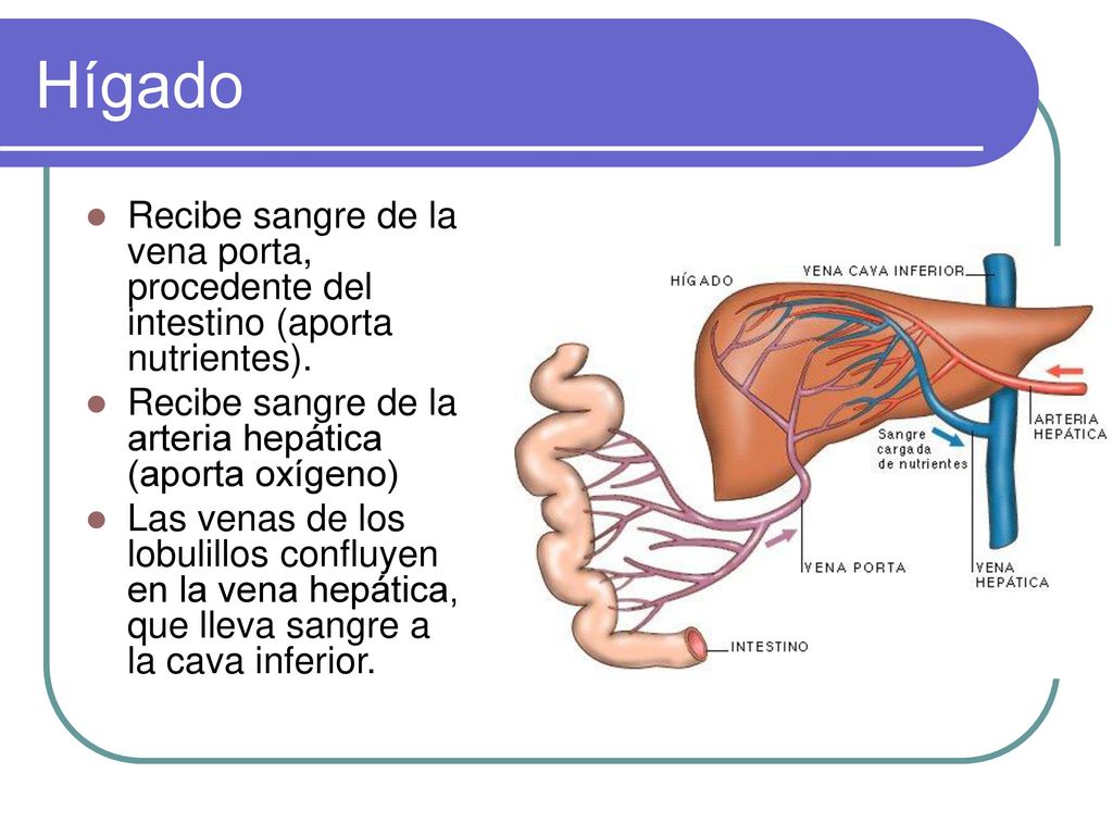 Hígado Recibe sangre de la vena porta, procedente del intestino (aporta nutrientes). Recibe sangre de la arteria hepática (aporta oxígeno)