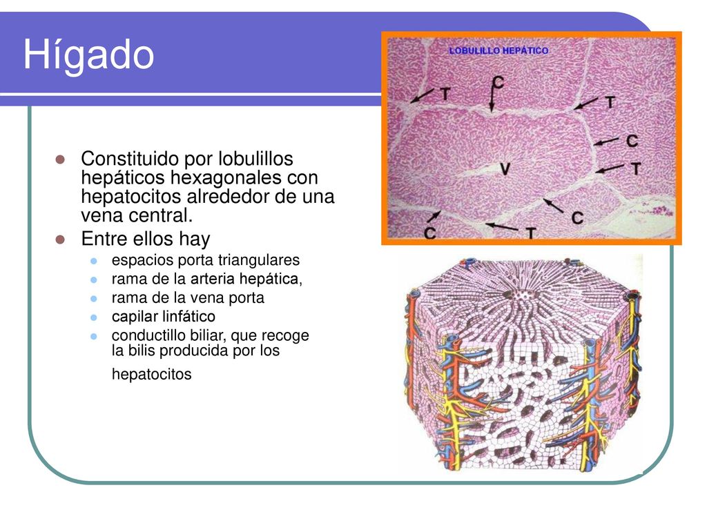 Hígado Constituido por lobulillos hepáticos hexagonales con hepatocitos alrededor de una vena central.