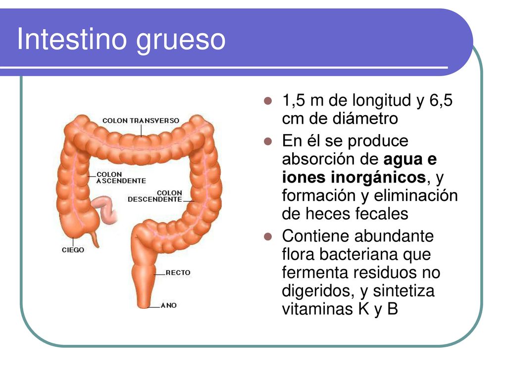 Intestino grueso 1,5 m de longitud y 6,5 cm de diámetro