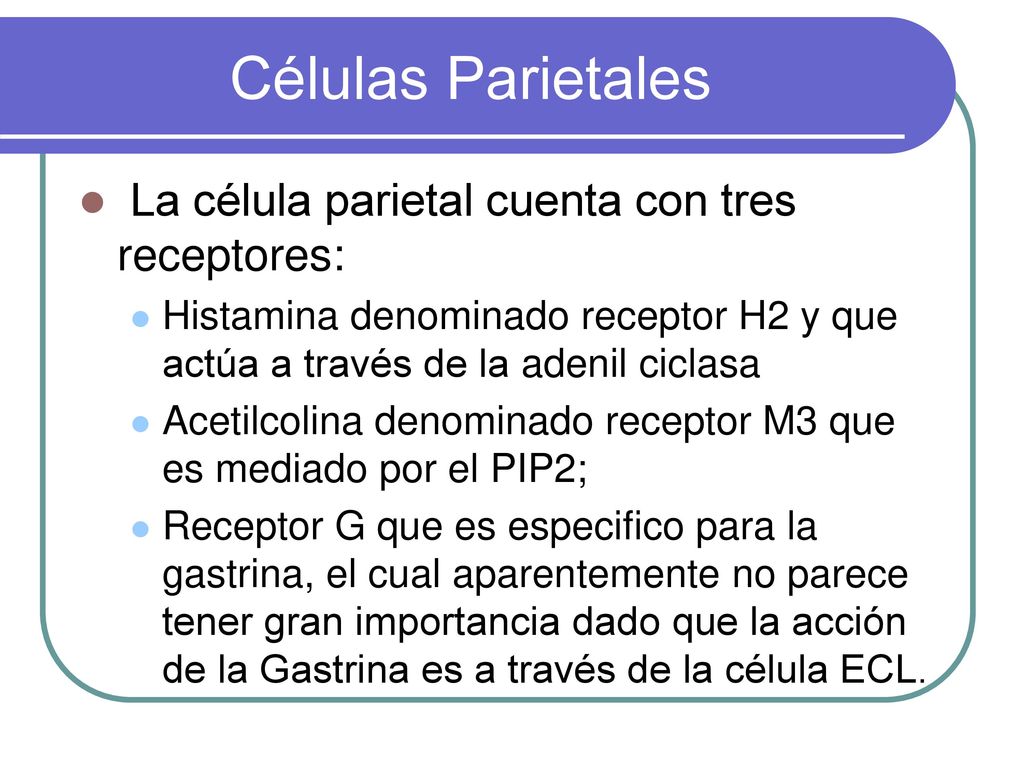 Células Parietales La célula parietal cuenta con tres receptores: